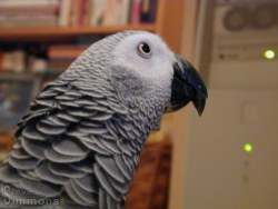 Click to enlarge Click to enlarge