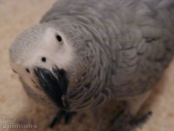 Click to enlarge Click to enlarge