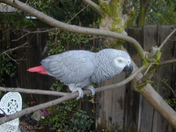 Click to enlarge Click to enlarge