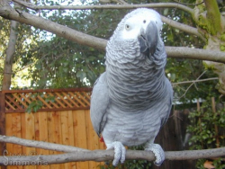 Click to enlarge Click to enlarge